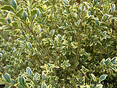 Buxus sempervirens 'Elegans', Gewöhnlicher Buchsbaum 'Elegans'