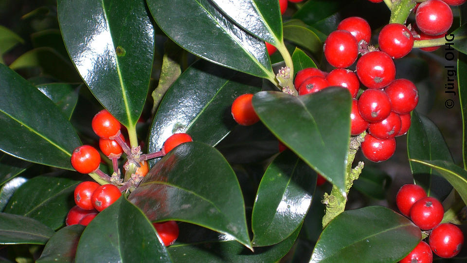 Ilex aquifolium 'J. C. van Tol', Fruchtende Stechpalme 'J. C. van Tol'