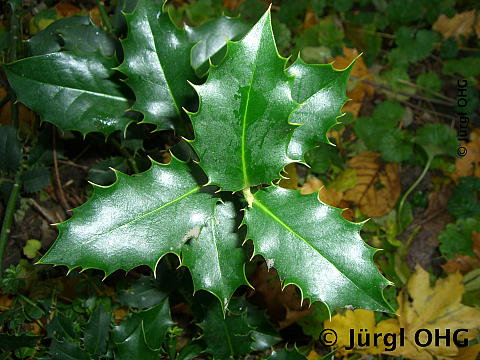 Ilex aquifolium, Europäische Stechpalme