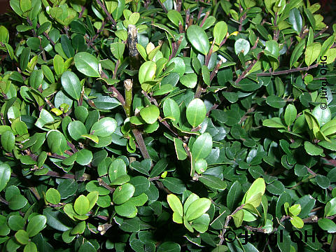 Ilex crenata 'Dark Green'®, Stechpalme 'Dark Green'®