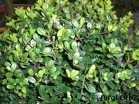 Ilex crenata 'Dark Green'®, Stechpalme 'Dark Green'®