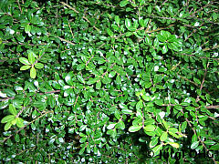 Ilex crenata 'Glory Gem, Berg-Ilex 'Glory Gem'