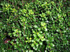 Ilex crenata 'Glory Gem, Berg-Ilex 'Glory Gem'