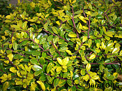 Ilex crenata 'Golden Gem', Gelber Berg-Ilex 'Golden Gem'