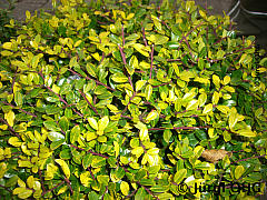 Ilex crenata 'Golden Gem', Gelber Berg-Ilex 'Golden Gem'