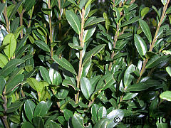 Ilex crenata 'Fastigiata', Japanische Stechpalme 'Fastigiata'