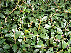 Ilex crenata 'Stokes', Japanische Stechpalme 'Stokes'