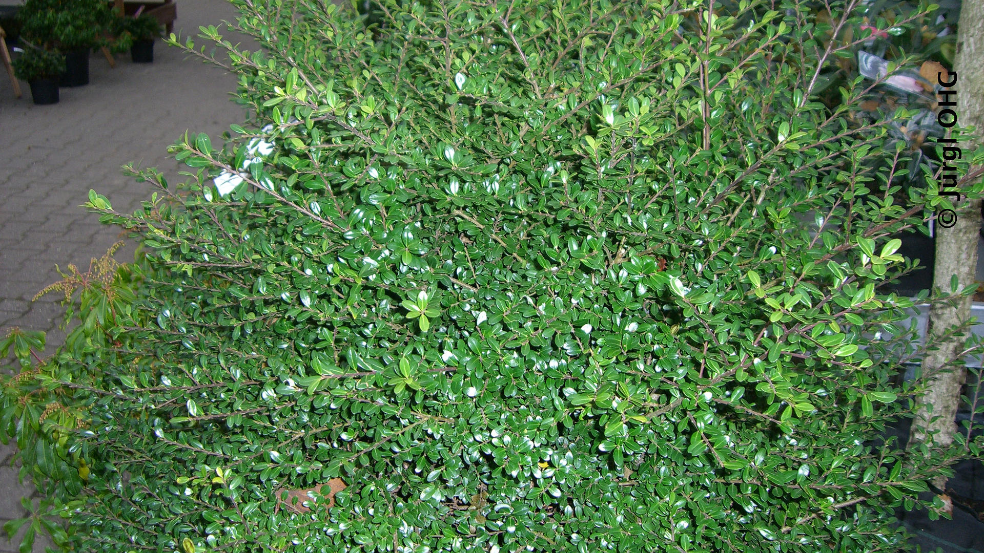 Ilex crenata 'Glory Gem, Berg-Ilex 'Glory Gem'