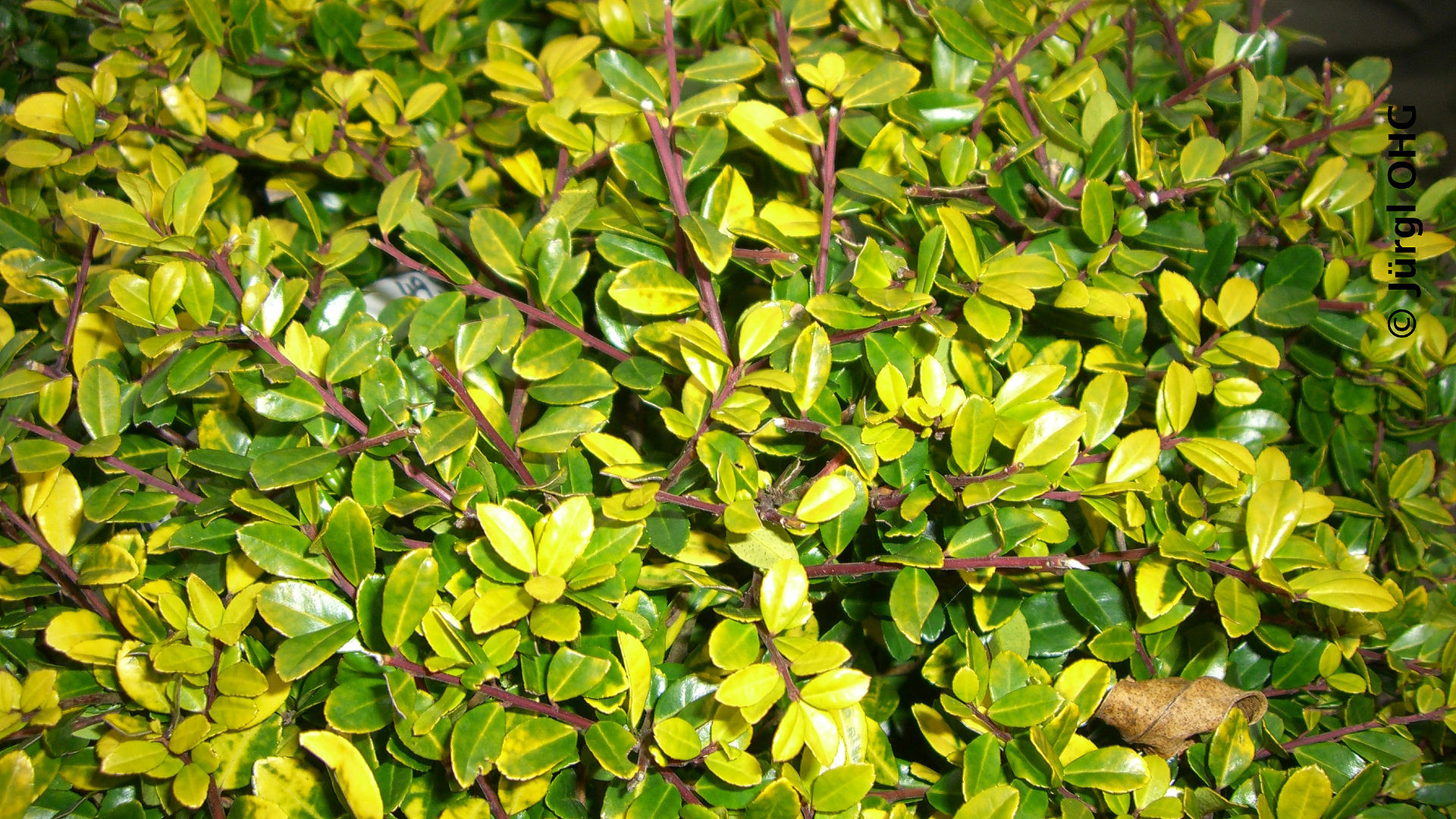 Ilex crenata 'Golden Gem', Gelber Berg-Ilex 'Golden Gem'