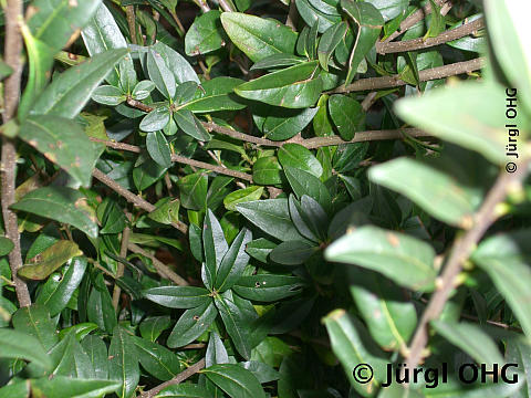 Ligustrum vulgare, Gewöhnlicher Liguster