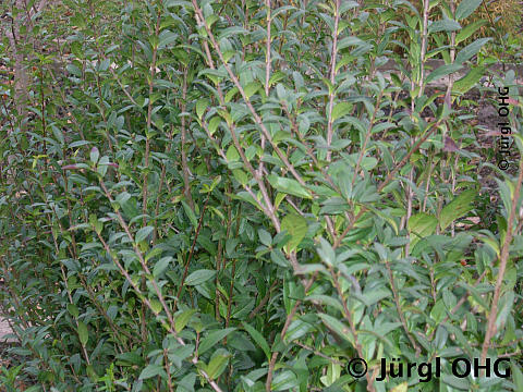 Ligustrum vulgare, Gewöhnlicher Liguster