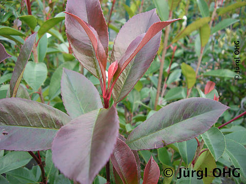 Photinia fraseri 'Red Robin', Rote Glanzmispel 'Red Robin'