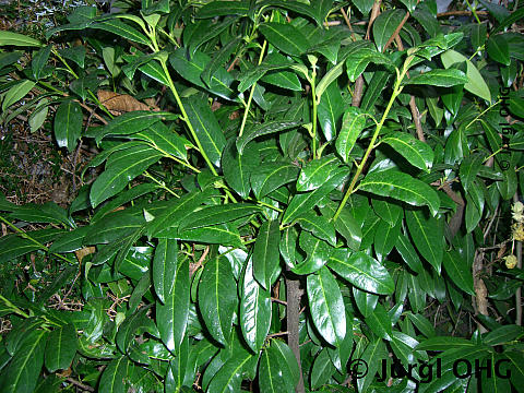 Prunus laurocerasus, Kirschlorbeer