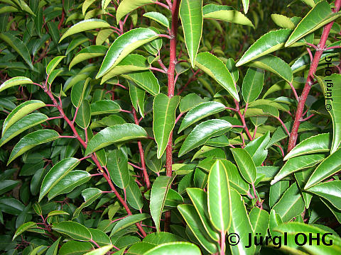 Prunus lusitanica 'Angustifolia', Portugiesische Lorbeerkirsche 'Angustifolia'