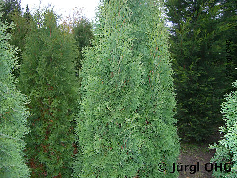 Thuja occidentalis 'Columna', Säulen-Lebensbaum 'Columna'