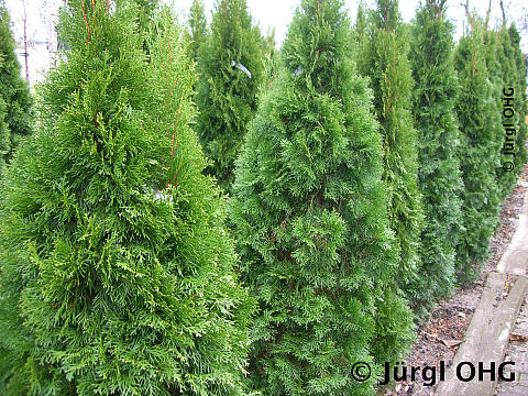 Thuja occidentalis 'Smaragd', Lebensbaum 'Smaragd''