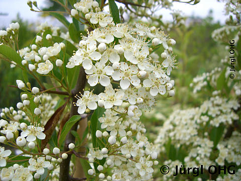 Pyracantha 'Orange Charmer', Feuerdorn 'Orange Charmer'