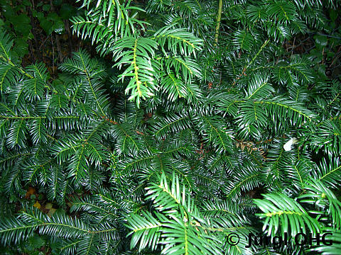 Taxus baccata, Europäische Eibe