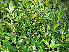 Prunus laurocerasus 'Herbergii', Kirschlorbeer 'Herbergii'