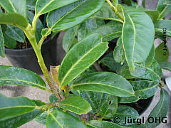 Prunus laurocerasus 'Mount Vernon', Kirschlorbeer 'Mount Vernon'