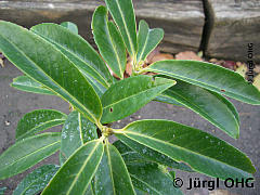 Prunus laurocerasus 'Mount Vernon', Kirschlorbeer 'Mount Vernon'