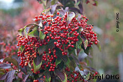 Viburnum hillieri 'Winton', Immergrüner Schneeball 'Winton'