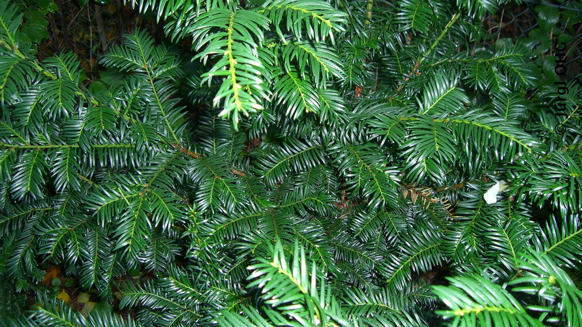 Taxus baccata, Europäische Eibe