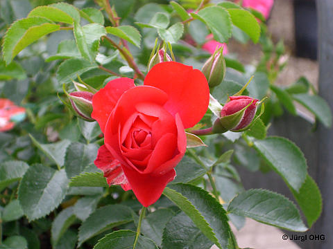 Rosa 'Sorrento'®, Bodendeckerrose 'Sorrento'®