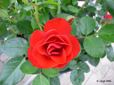 Rosa 'Black Forest Rose'®, Beetrose 'Black Forest Rose'®
