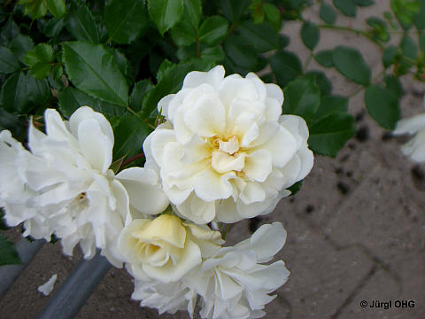 <tmpl_var article_image_description | HTML >