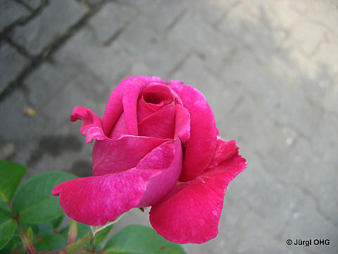 Rosa 'Chartreuse de Parme'®, Französische Rose 'Chartreuse de Parme'®