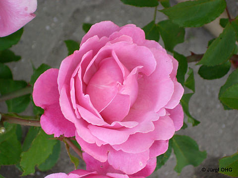 Rosa 'Dieter Müller'®, Französische Rose 'Dieter Müller'®