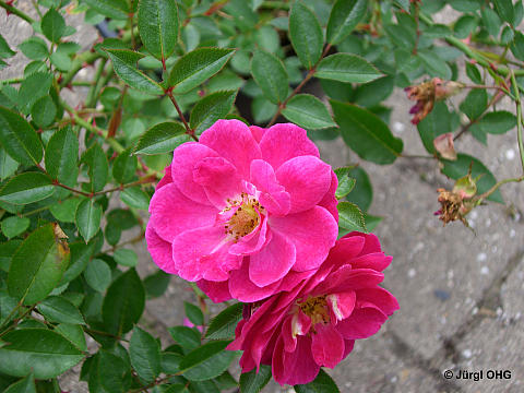 Rosa 'Purple Rain'®, Bodendeckerrose 'Purple Rain'®