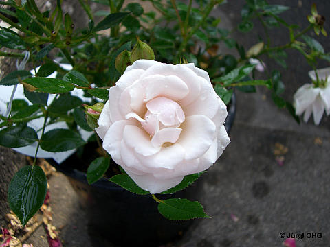 Rosa 'Schneeküsschen'®, Zwergrose 'Schneeküsschen'®