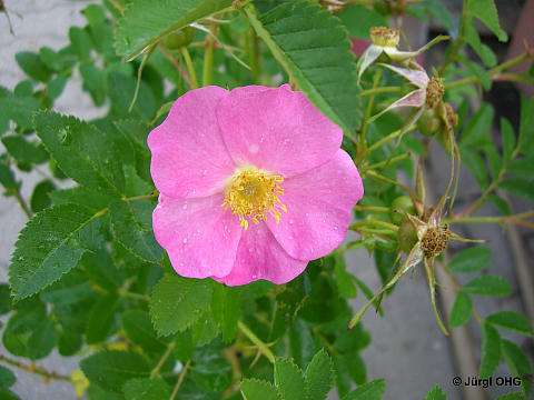 Rosa carolina, Sand-, Wiesenrose