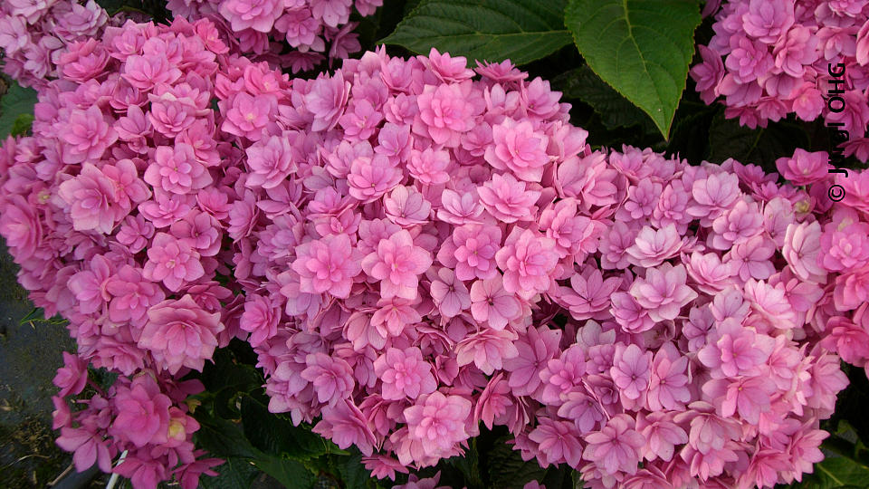 Hydrangea macrophylla, Bauernhortensie