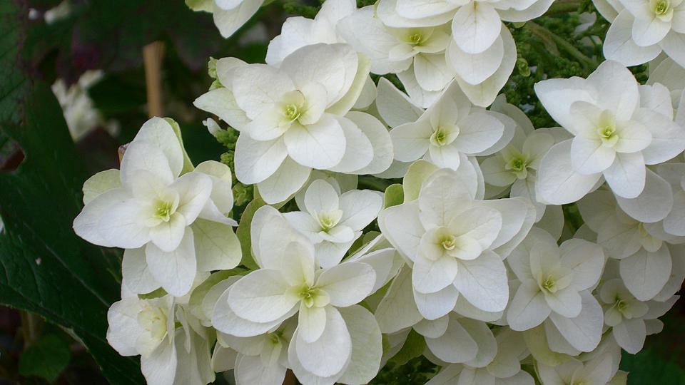 Hydrangea quercifolia, Eichblatthortensie