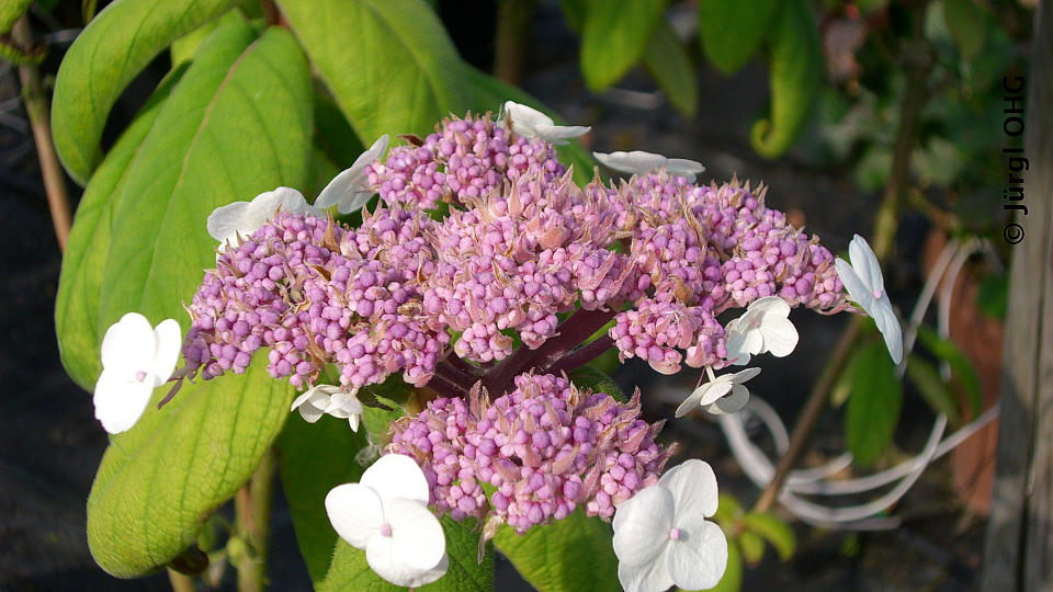 Hydrangea, Samthortensie