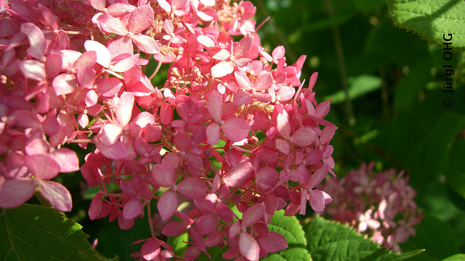 Hydrangea arborescens 'Invincibelle'®, Ballhortensie 'Invincibelle'®