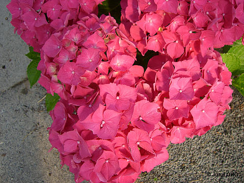 Hydrangea macrophylla 'Forever and Ever'®, Ball-, Bauernhortensie 'Forever and Ever'®