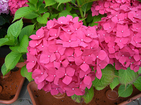 Hydrangea macrophylla, Bauernhortensie