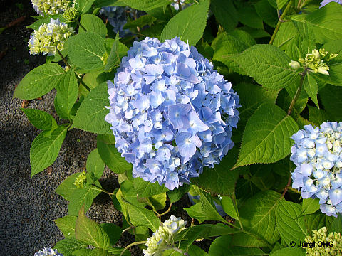 Hydrangea macrophylla Endless Summer® 'The Bride', Ballhortensie Endless Summer® 'The Bride'