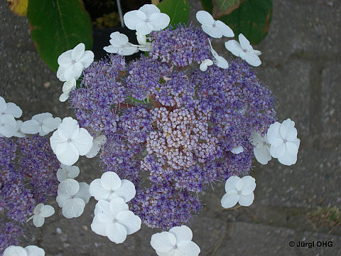 Hydrangea aspera Macrophylla, Samthortensie