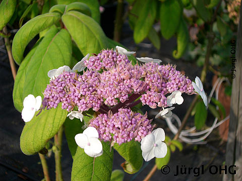 Hydrangea, Samthortensie