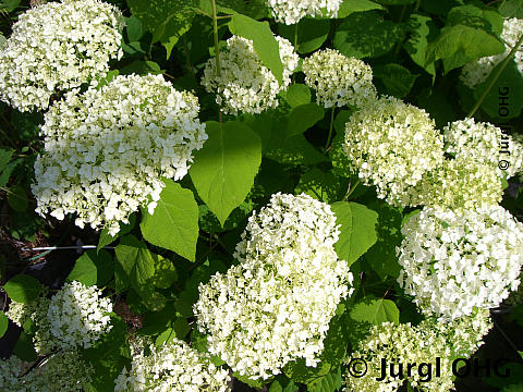 <tmpl_var article_image_description | HTML >