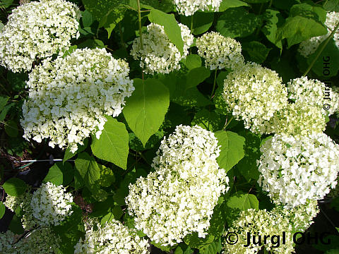 Hydrangea arborescens 'Annabelle', Ballhortensie 'Annabelle'