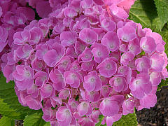 Hydrangea macrophylla 'Forever and Ever'®, Ball-, Bauernhortensie 'Forever and Ever'®