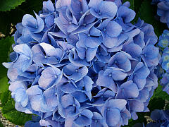 Hydrangea macrophylla 'Forever and Ever'®, Ball-, Bauernhortensie 'Forever and Ever'®