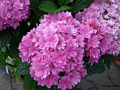 Hydrangea macrophylla, Bauernhortensie