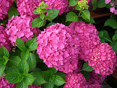 Hydrangea macrophylla, Bauernhortensie